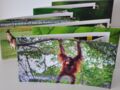 Flyer Affe