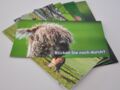 Flyer Lama