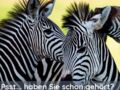 Flyer Zebra