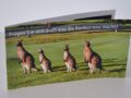 Flyer Känguru