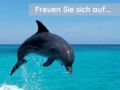 Flyer Delfin