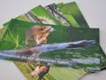 Flyer Waschbär
