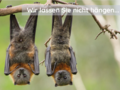 Flyer Fledermaus